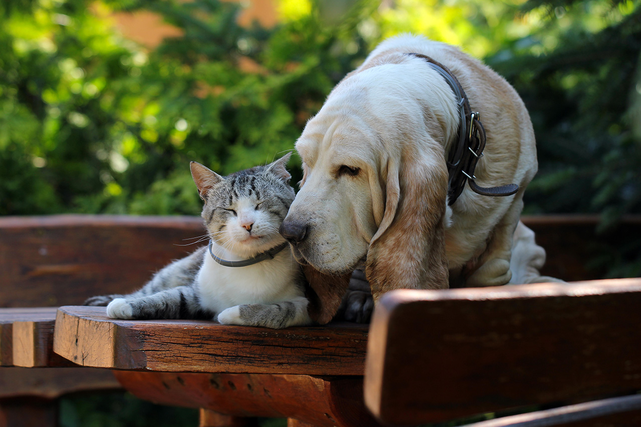 Basset hound dog and kitten friends